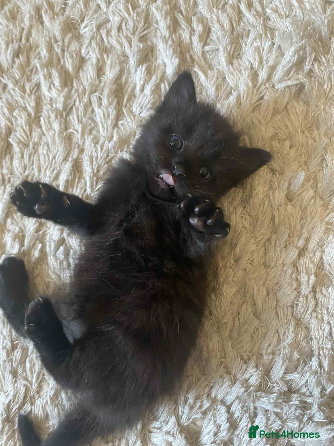 Domestic Shorthair cats for sale: 4 beautiful kittens  - Image 9