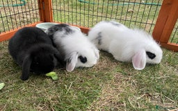 Mini Lop rabbits for sale: Beautiful Mini Lop Babies - Image 22