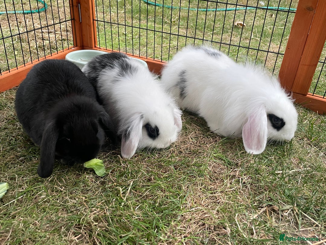 Mini Lop rabbits for sale: Beautiful Mini Lop Babies - Image 22