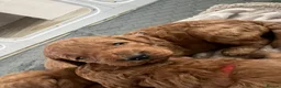 Cockapoo dogs for sale: Beautiful cockapoo puppies - Advert 3