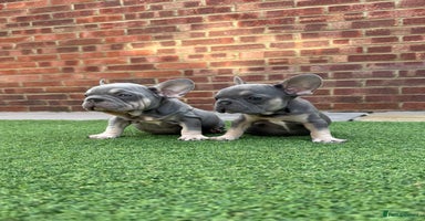 French Bulldog dogs - Advert 1