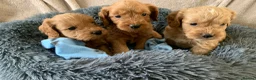 Cockapoo dogs for sale: Stunning red toy cockapoo puppies  - Advert 4