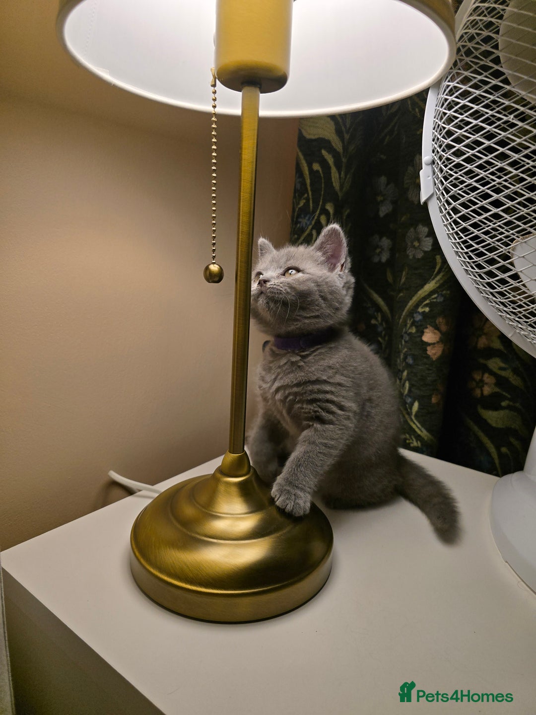 British Shorthair cats for sale: British shorthair  - Image 17