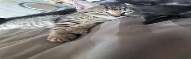 Maine Coon 1