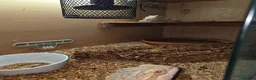 Bearded Dragon reptiles for sale: Pair of bearded dragons  - Advert 2