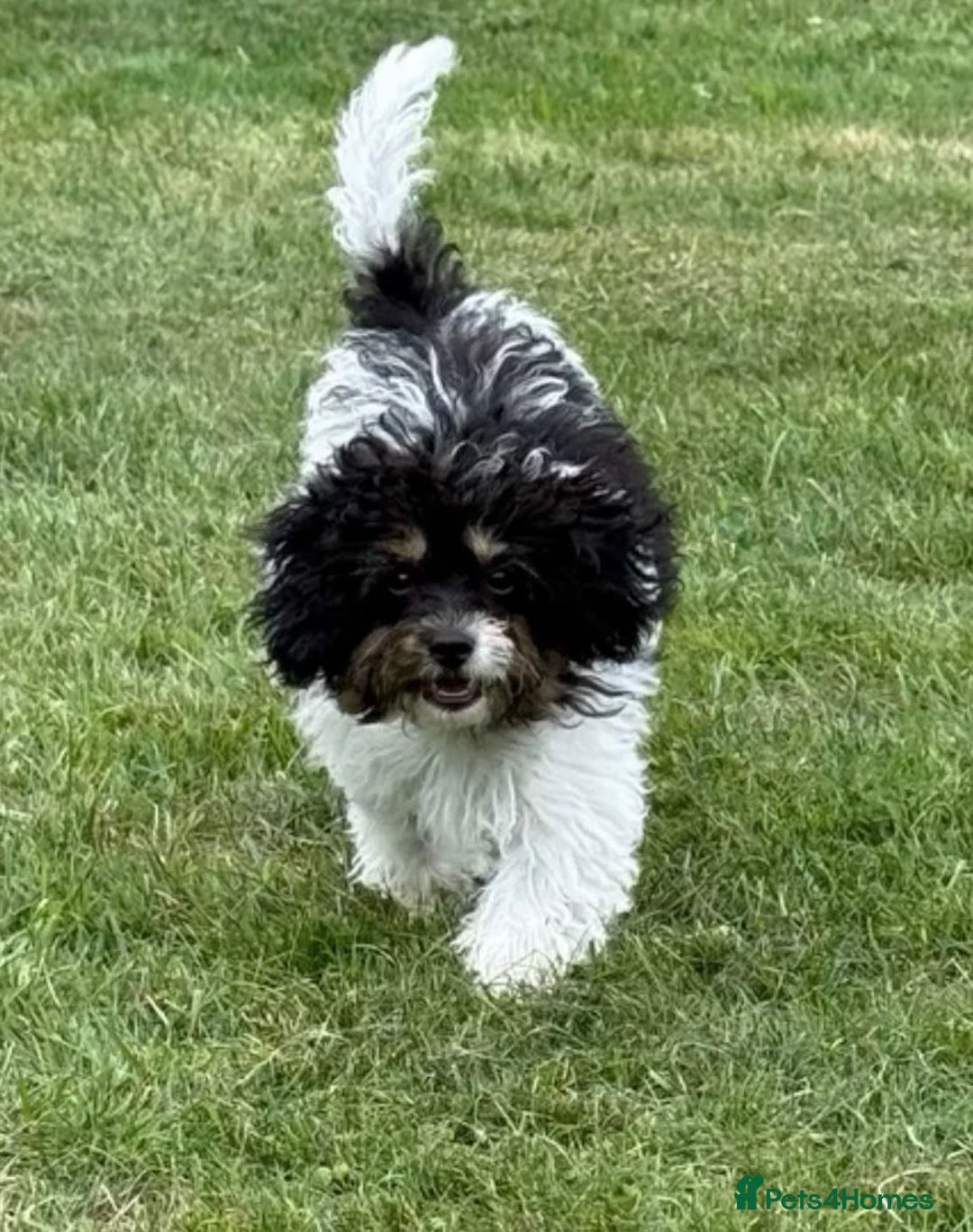 Toy Poodle dogs for stud: TINY KC PARTI TOY POODLE STUD HEALTH TESTED - Advert 8