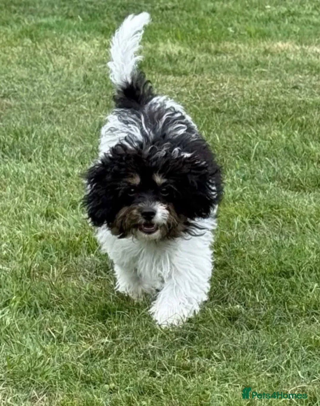 Toy Poodle dogs for stud: TINY KC PARTI TOY POODLE STUD HEALTH TESTED - Advert 10
