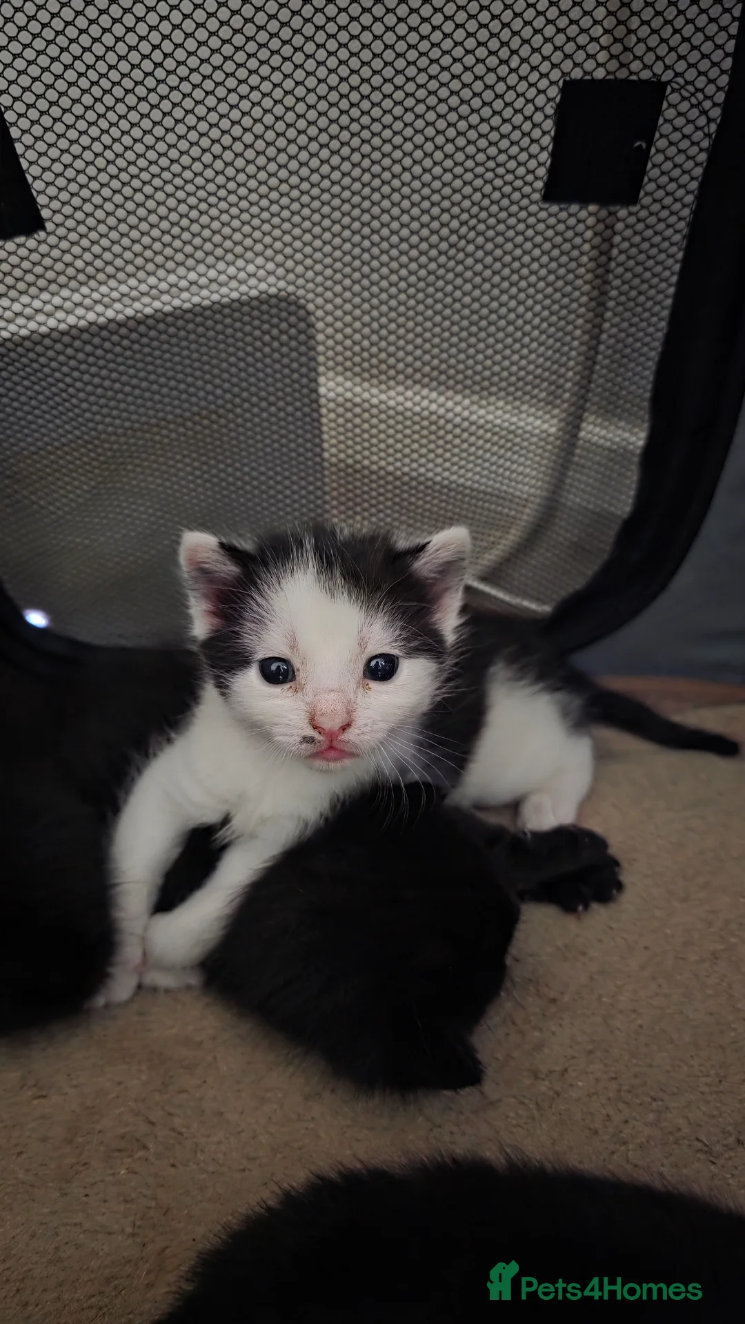 British Shorthair cats for sale: Beautiful kitten - Advert 5