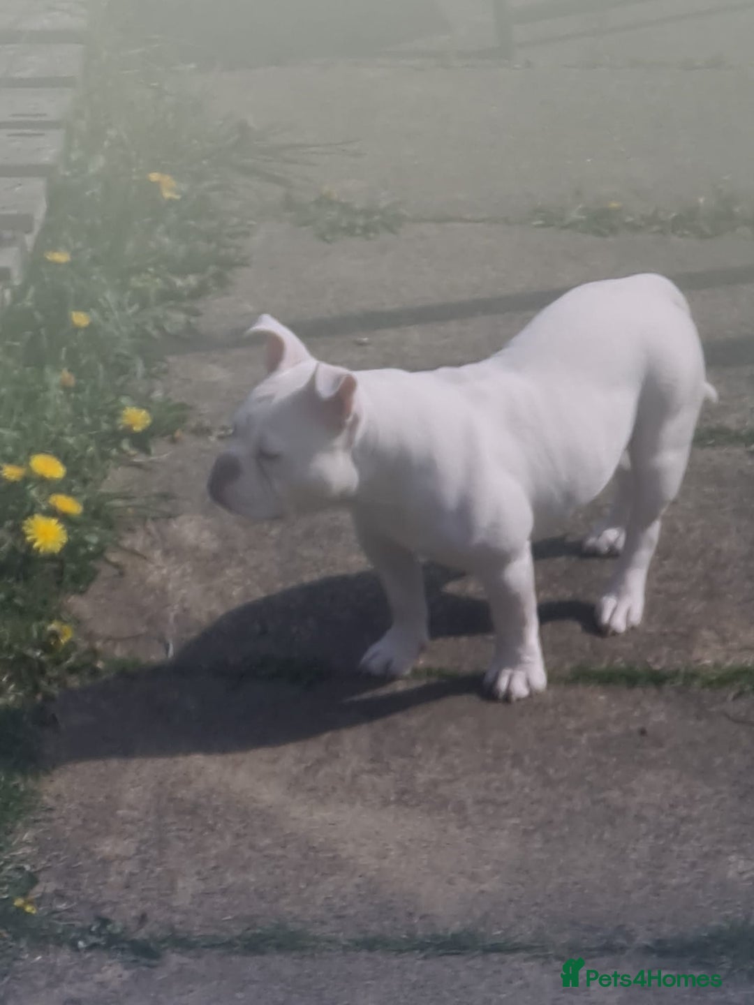 American Bully dogs for sale: For sale  - Advert 6