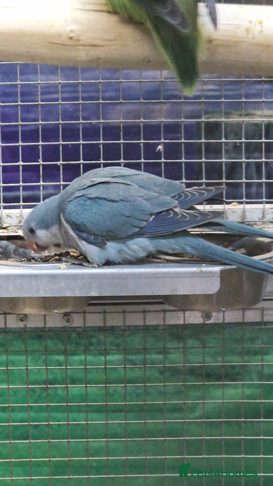 Parrots birds for sale: Stunning Birds/Parakeets/Parrots available  - Image 13