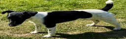 Fox Terrier dogs for sale: PIXEL – Female Jack Russell (Fox Terrier) - Advert 3
