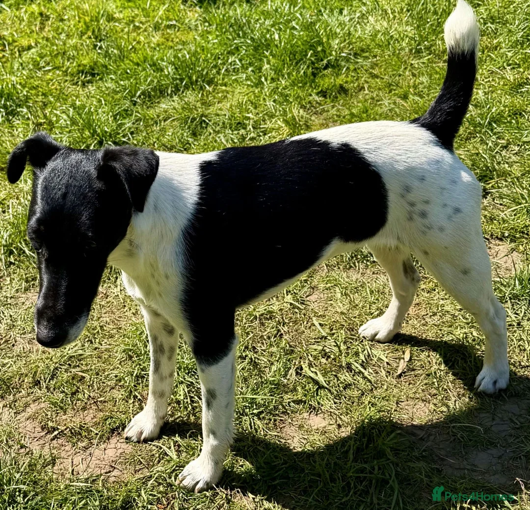 Fox Terrier dogs for sale: PIXEL – Female Jack Russell (Fox Terrier) - Advert 3