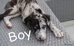 Lurcher dogs for sale: ⭐️beautiful lurcher puppy’s  - Image 3