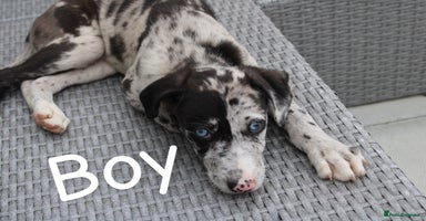 Lurcher dogs - Advert 1