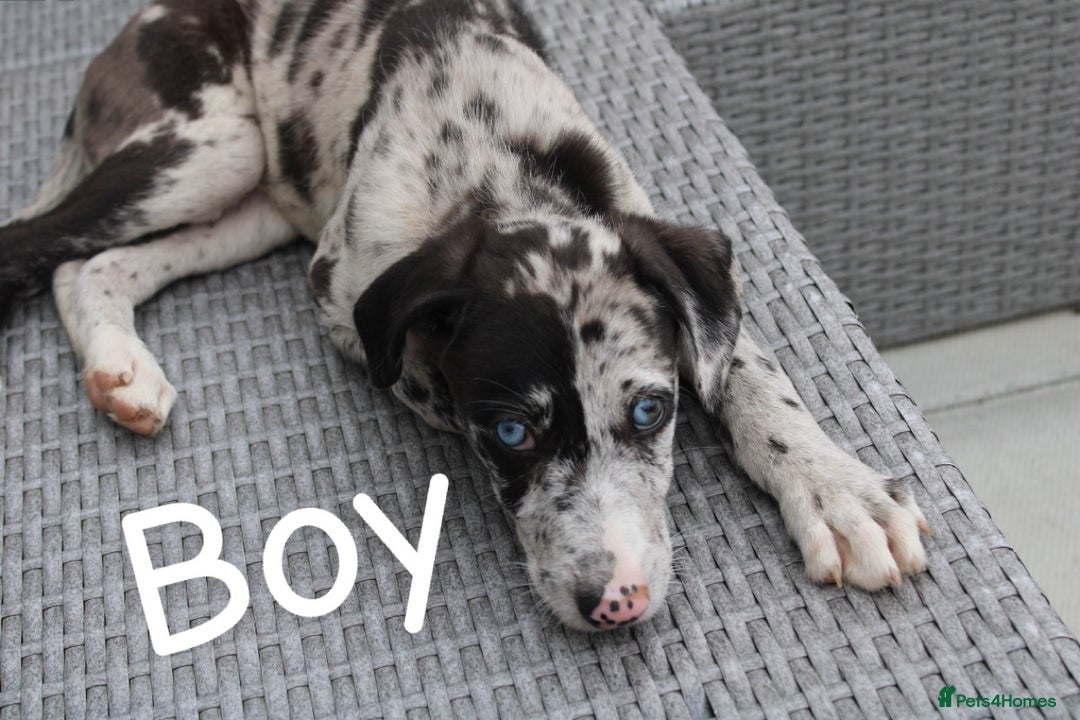 Lurcher dogs for sale: ⭐️beautiful lurcher puppy’s  - Image 3