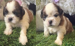 Shih Tzu dogs for sale: Kc gold and white boys only 14 dna health tested  - Image 1