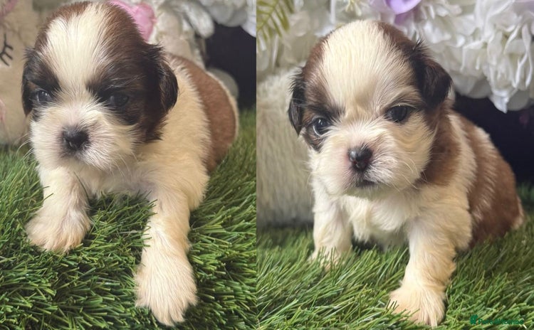 Shih Tzu dogs - Advert 2