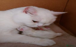 Scottish Fold cats for sale: Gorgeous boys  - Image 7