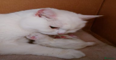 Scottish Fold cats - Advert 2