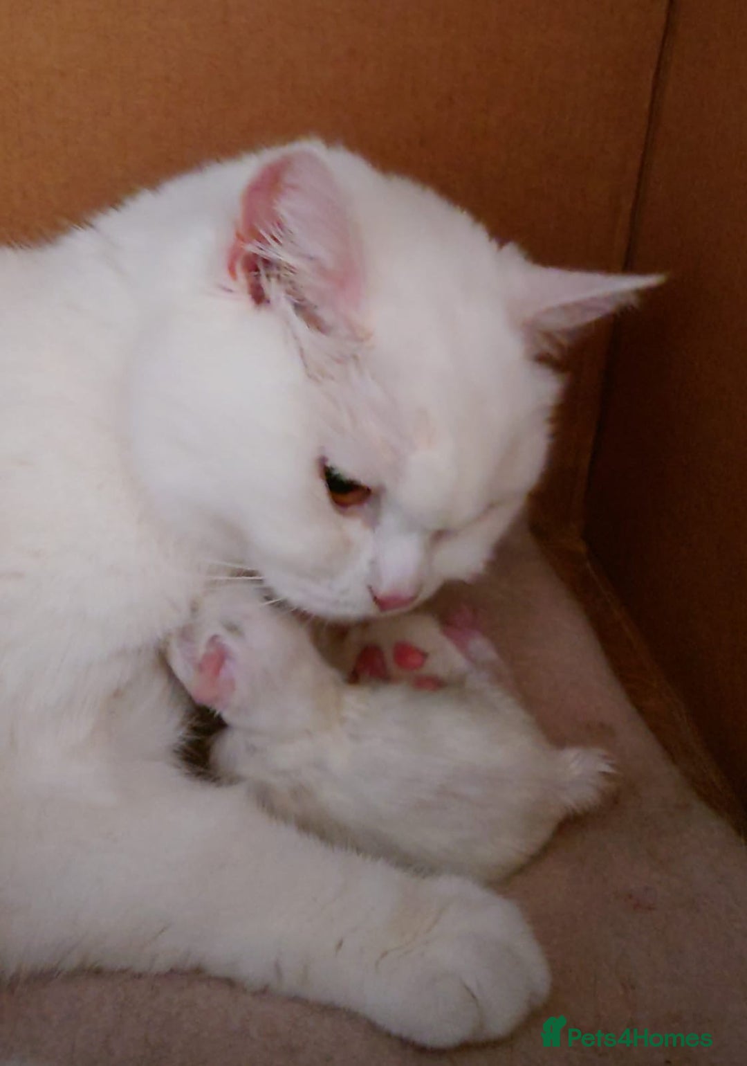 Scottish Fold cats for sale: Gorgeous boys  - Image 7
