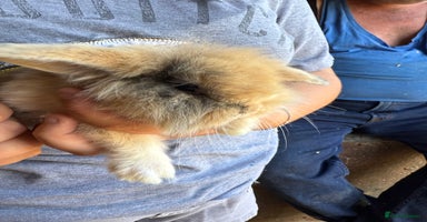 Mini Lop rabbits - Advert 10