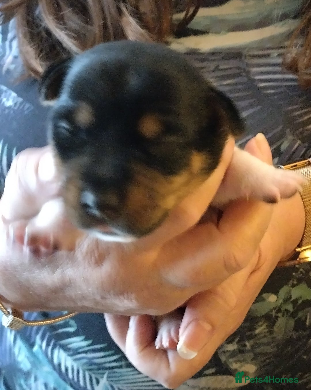 Jack Russell dogs for sale: Jack Russell litter  - Image 7
