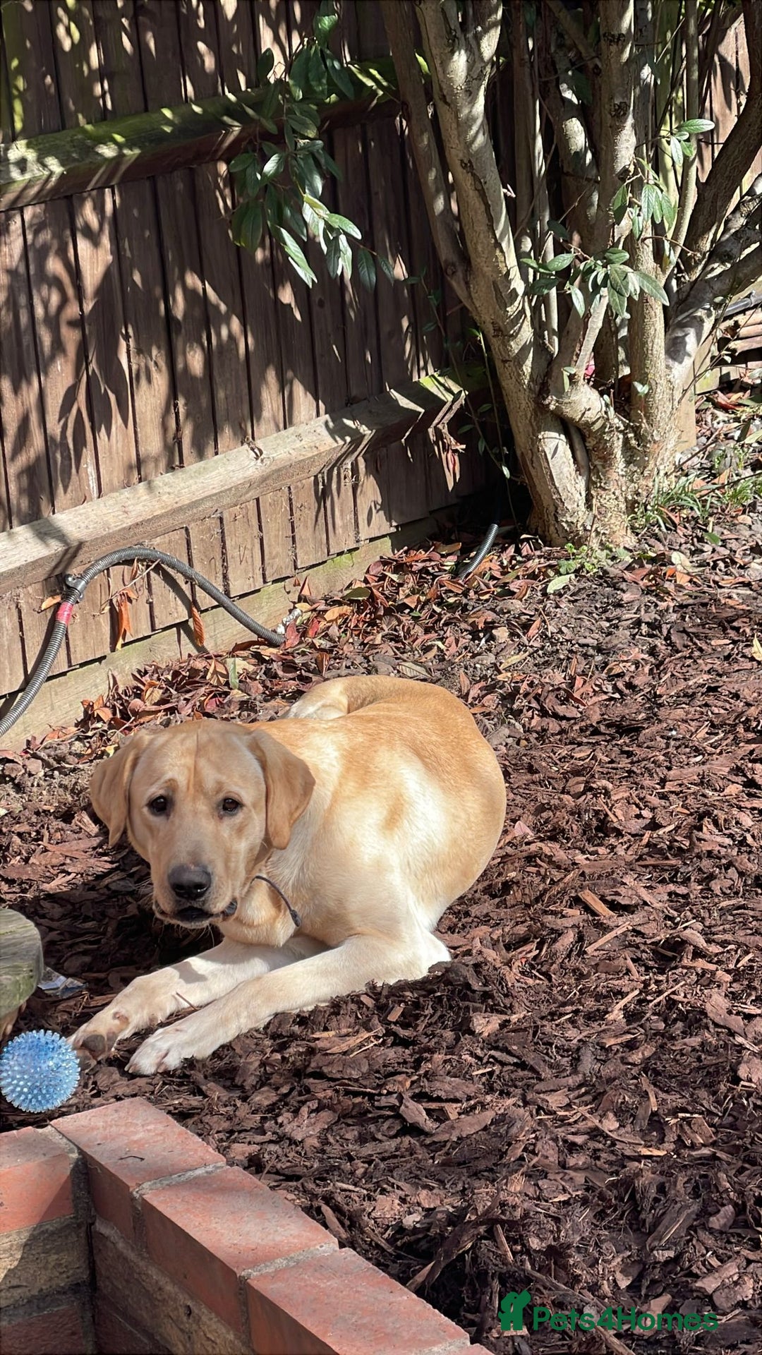 Labrador Retriever dogs for sale: Labrador Retriever - Advert 1