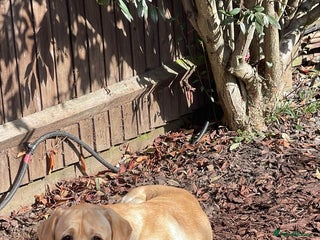 Labrador Retriever dogs Labrador Retriever - Advert 3