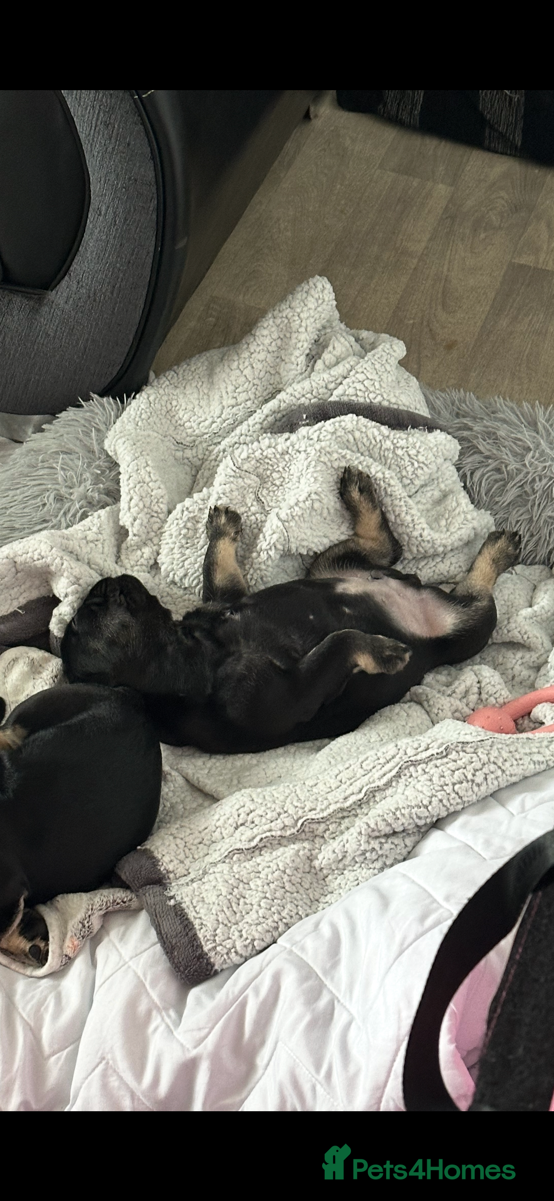 French Bulldog dogs for sale: french bulldog puppys (1 stunning boy left) - Advert 6