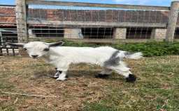 Goats livestock for sale: Three Pygmy goat kids looking for homes  - Image 5