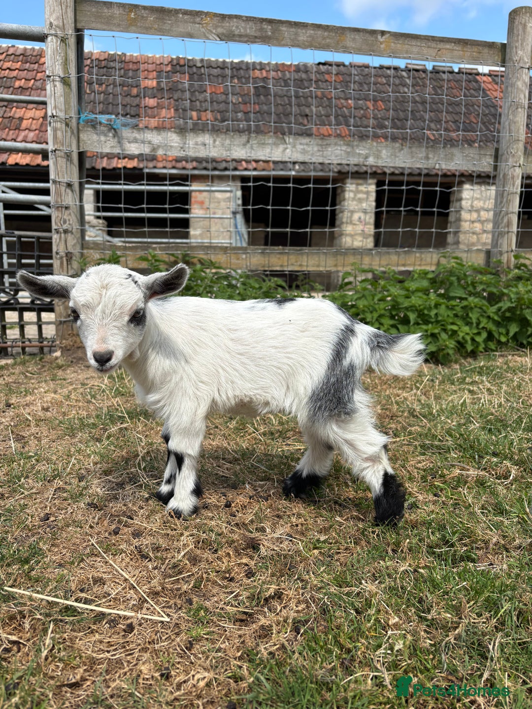 Goats livestock for sale: Three Pygmy goat kids looking for homes  - Image 5