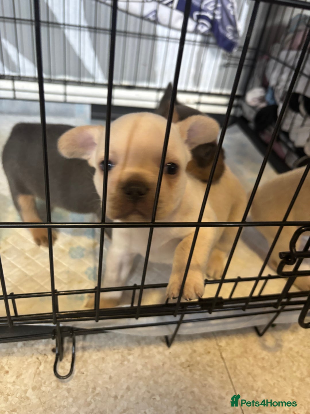 French Bulldog dogs for sale: White French bulldogs puppies  - Image 7