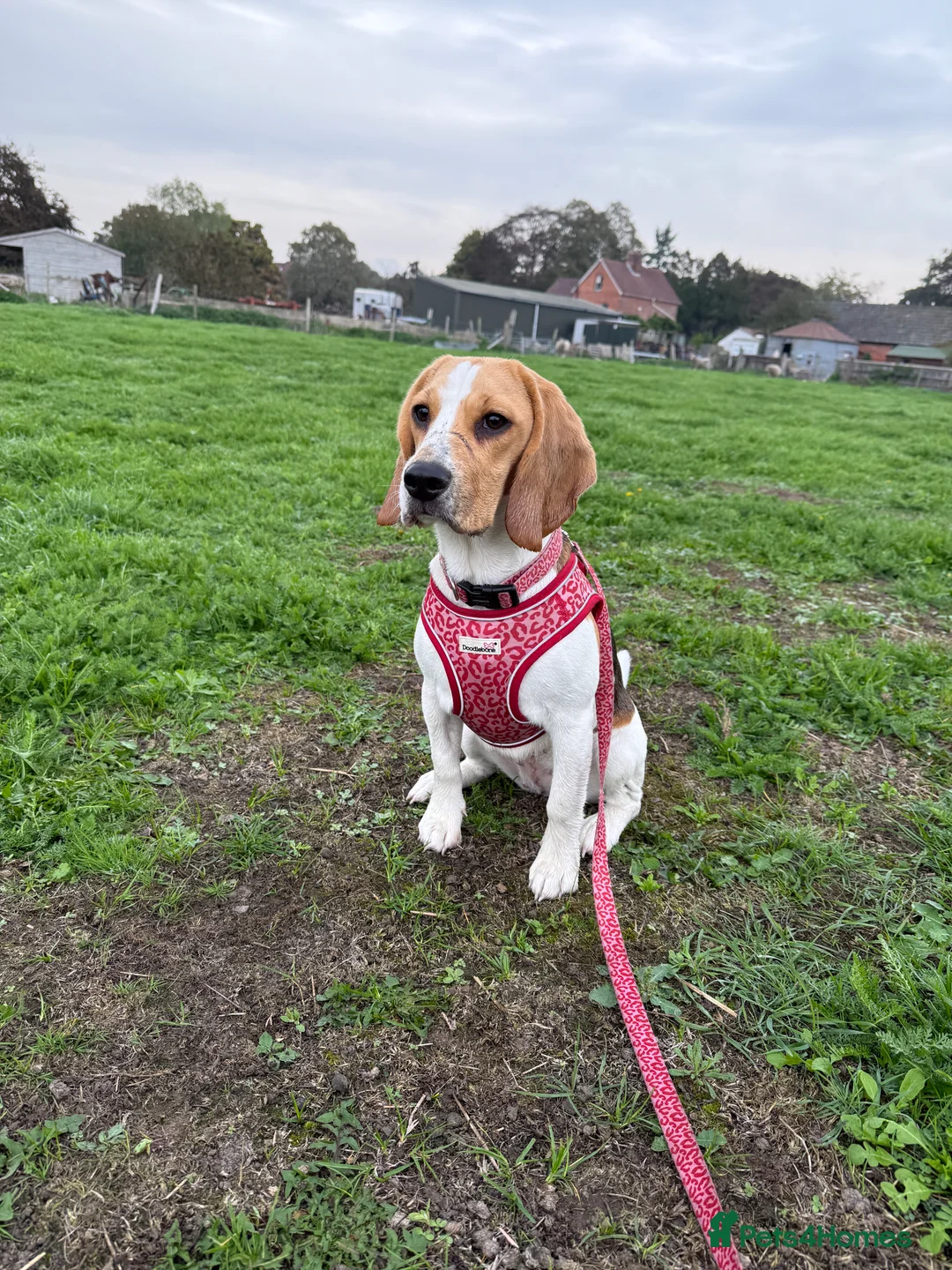 Beagle dogs for sale: Beagle for sale  - Advert 1