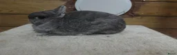 Netherland Dwarf rabbits for sale: Netherland dwarfs  - Advert 1