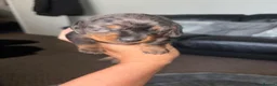Dachshund dogs for sale: MINI dachshund LONG HAIRED 🐶 - Advert 11
