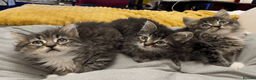 Maine Coon cats for sale: Maine Coon Absolutely Beautiful Kittens For Sale  - Advert 12