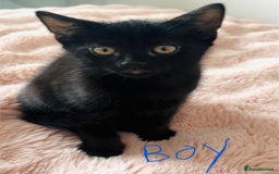 Domestic Shorthair cats for sale: Beautiful Black Kittens Ready for Loving Homes 🐾 - Image 6