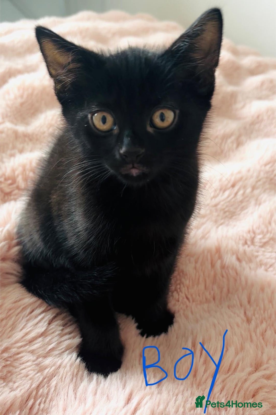 Domestic Shorthair cats for sale: Beautiful Black Kittens Ready for Loving Homes 🐾 - Image 6