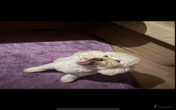 Toy Poodle dogs for sale: Toy poodle x Asian import  - Image 7