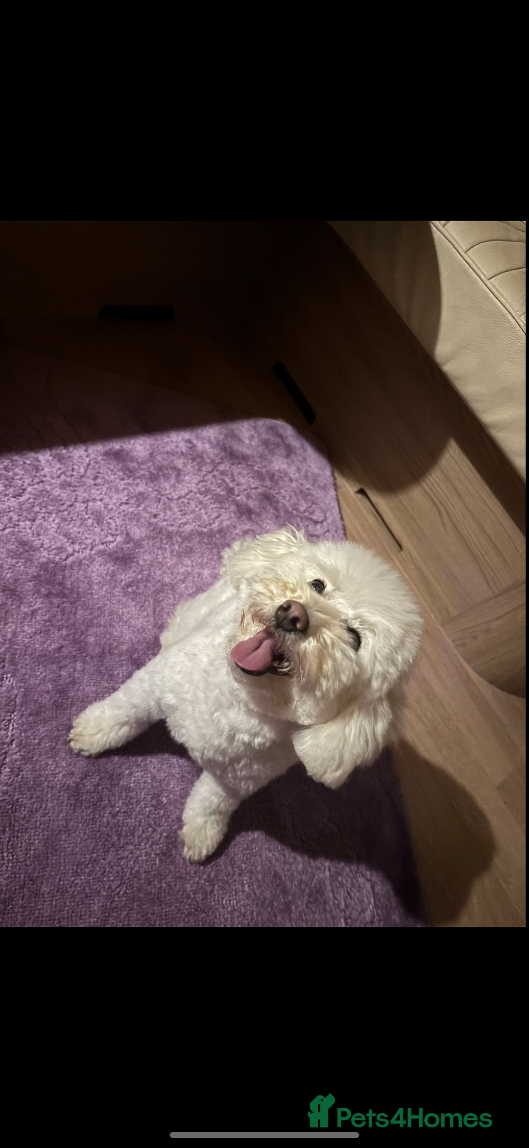 Toy Poodle dogs for sale: Toy poodle x Asian import  - Image 7
