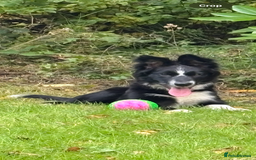 Border Collie dogs for sale: Maeve Border collie puppy  - Image 1