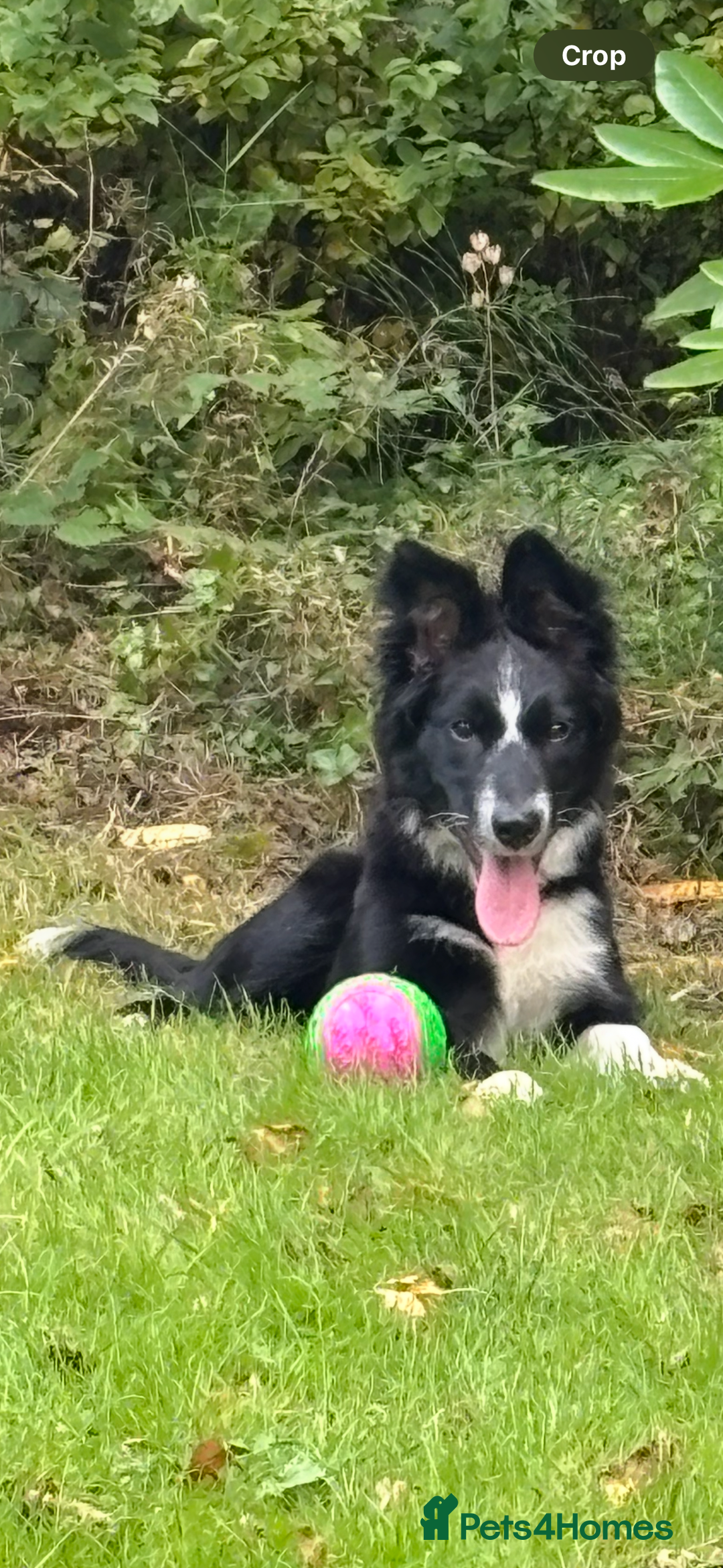 Border Collie dogs for sale: Maeve Border collie puppy  - Image 1