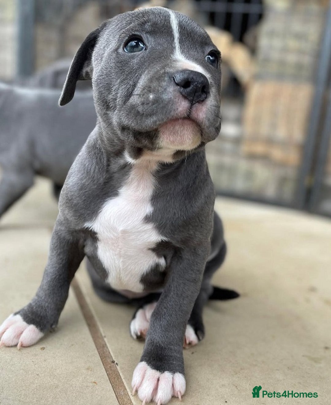 Staffordshire Bull Terrier dogs for sale: Purebred blue Staffordshire Bull terrier puppies - Image 2