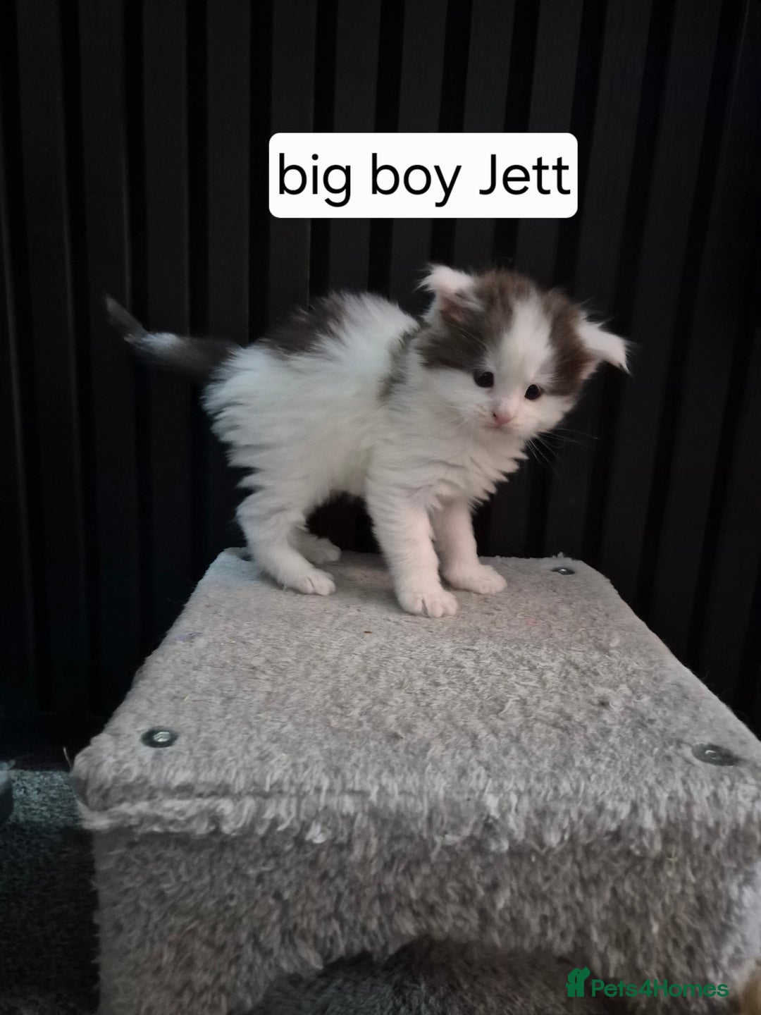 Maine Coon cats for sale: Maine coon kittens  - Advert 11