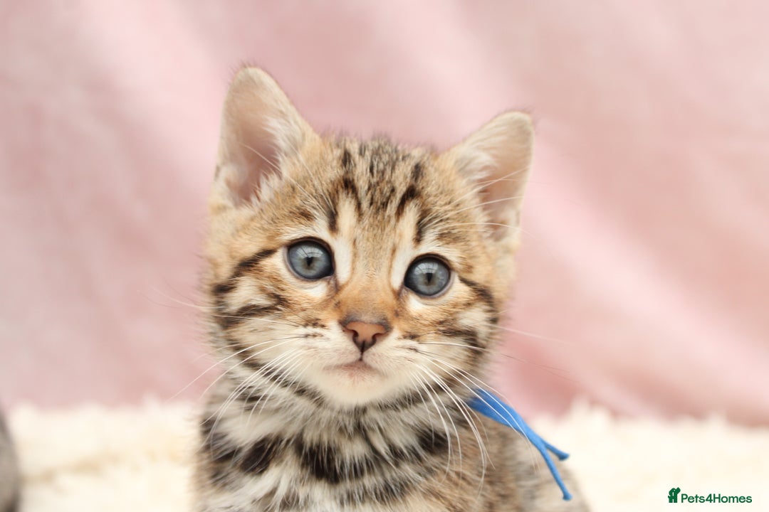 Bengal cats for sale: 🔥Stunning Bengals for reservation only 2 left🔥 - Advert 30