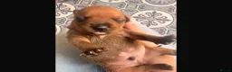 Staffordshire Bull Terrier dogs for sale: RED perfect chunky Staffy puppies in Grimsby - Advert 4