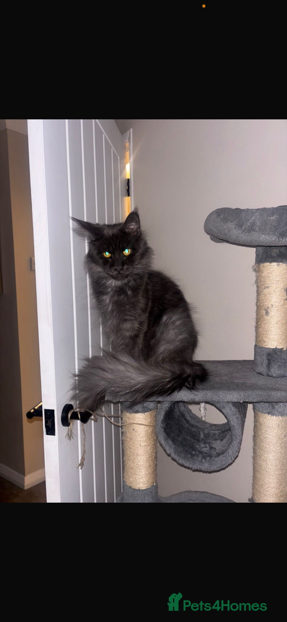 Maine Coon cats Calypso - Advert 3