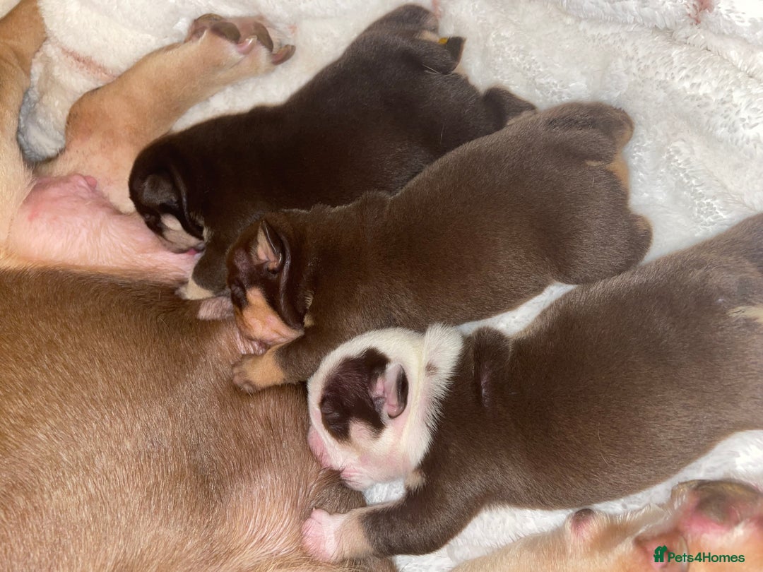 English Bulldog dogs for sale: TOP CLASS  English Bull Dog puppies  - Advert 10