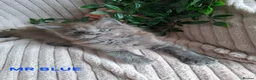 Maine Coon cats for sale: 3 Beautiful Maine coons  - Advert 25