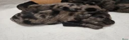 Cocker Spaniel dogs for sale: Cocker spaniel pups!  - Advert 16